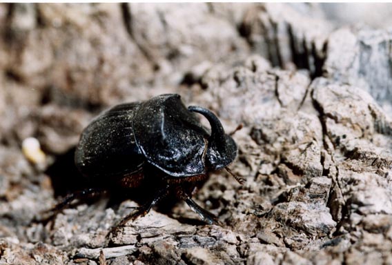 Il Mondo  una Cacca o la Cacca  un Mondo?